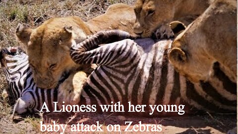 A Lioness hunted a zabera with her family