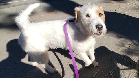 Ares learnt some prefer singing to balls 🌞 jack russell terrier mimic miniature schnauzer Penny