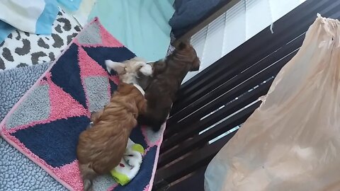 H Litter - 5 weeks old today!(1)