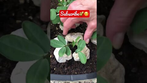 Her Peanut 🥜 Plants are FINALLY GROWING! #shorts #viral #tiktok #garden