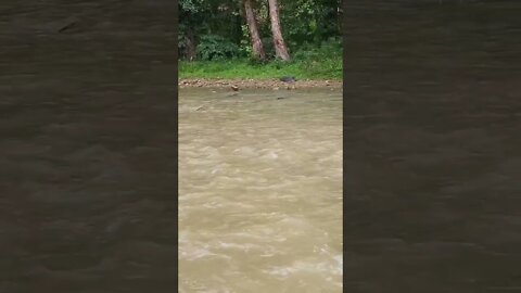 creek after rain