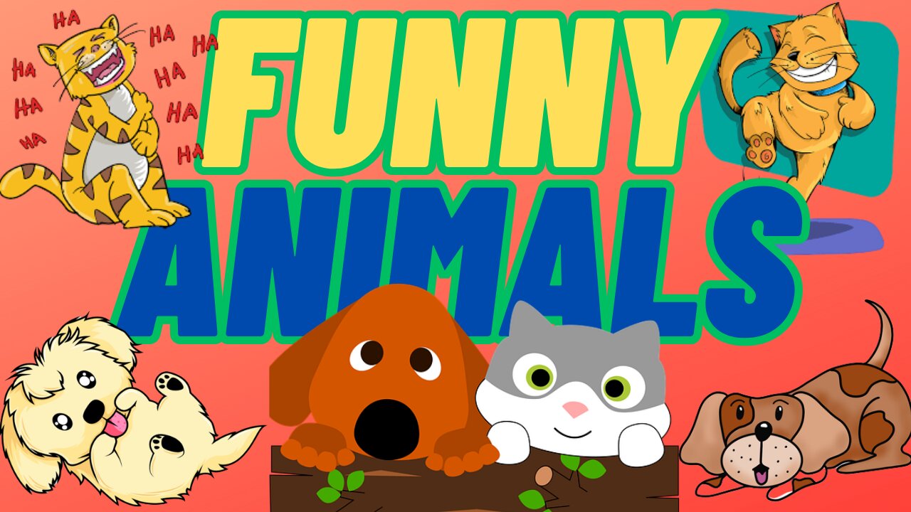 Funny Animals