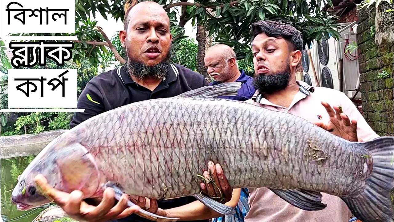 ২০kg+ হিংস্র ব্ল্যাক কার্প মাছটিকে কিভাবে শিকার করলো দেখুন😱massive black carp fish hunting