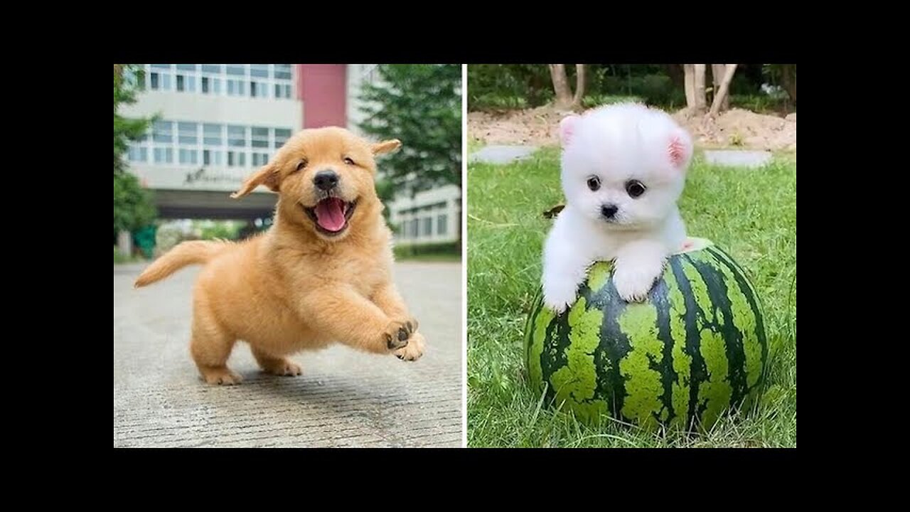 Cute animals