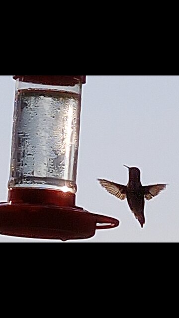 WINNER OF HUMMINGBIRD RUMBLE