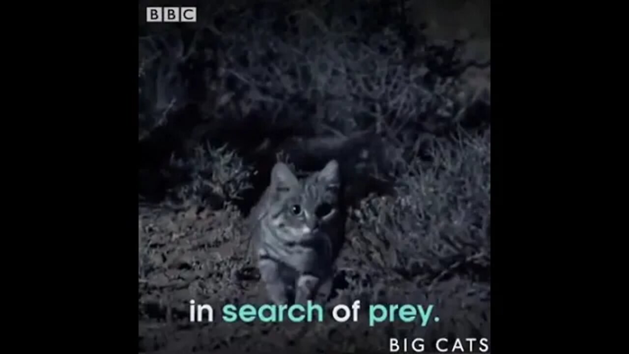 Black footed Cats