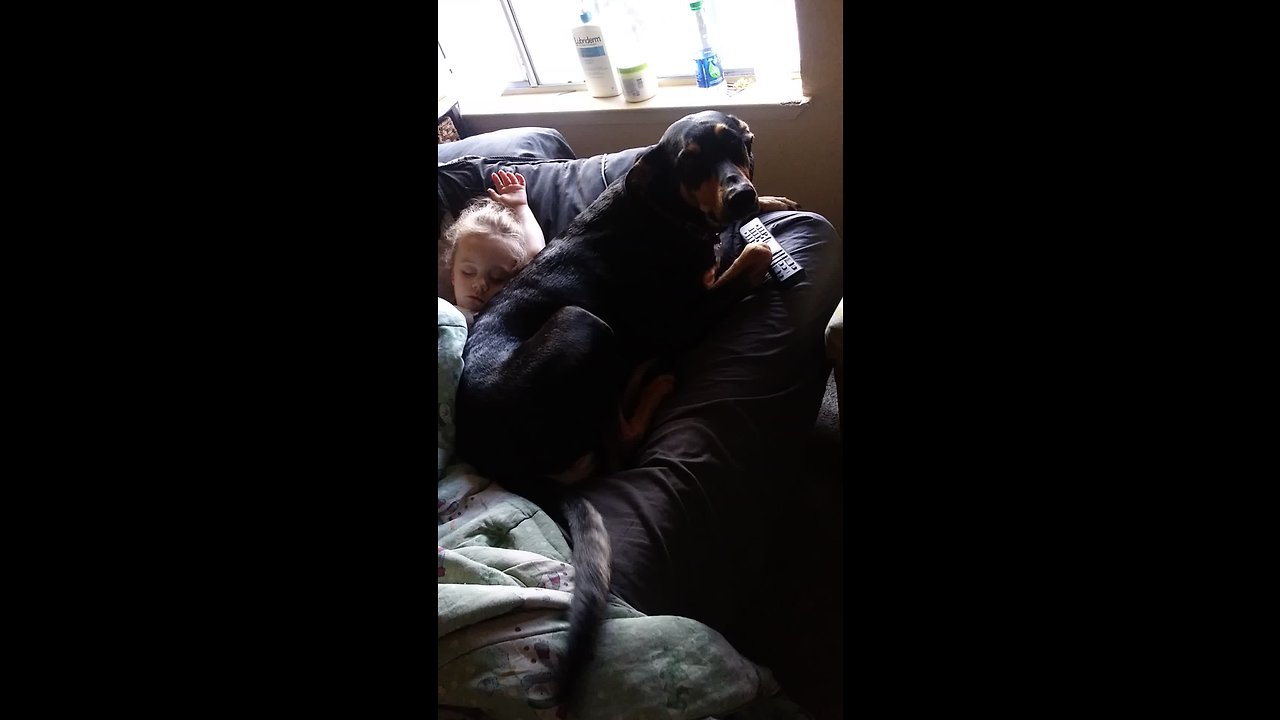 Silly doggy steals owner's spot on the couch