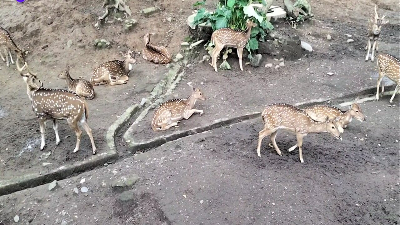 Deer In a Cage at the Zoo