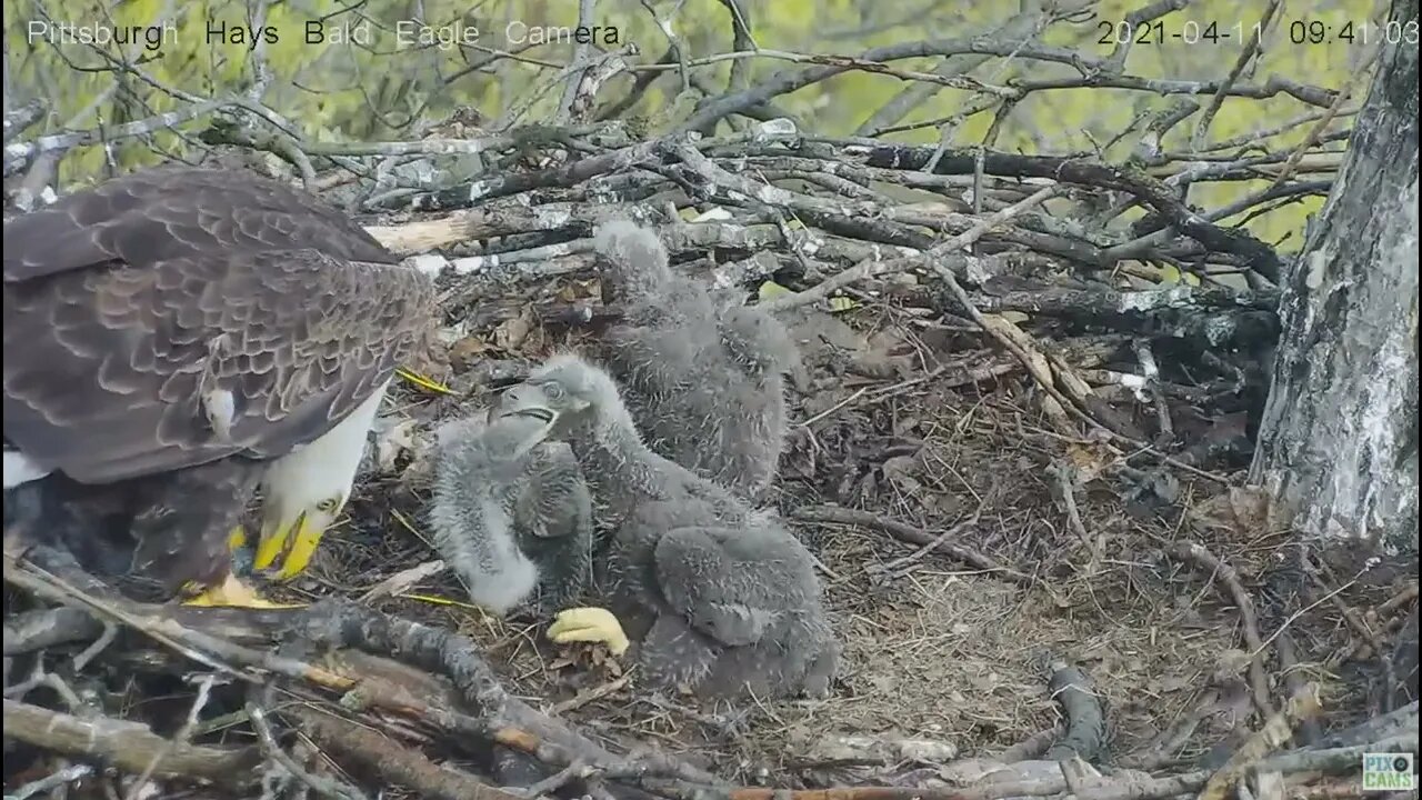 Hays Eagles Dad brings in Flicker H13 H14 H15 watch defeathering 2021 04 11 9:39AM