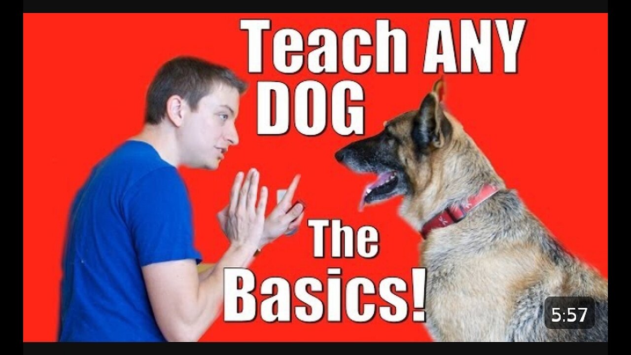 HOW TO TRAIN ANY DOG Basics