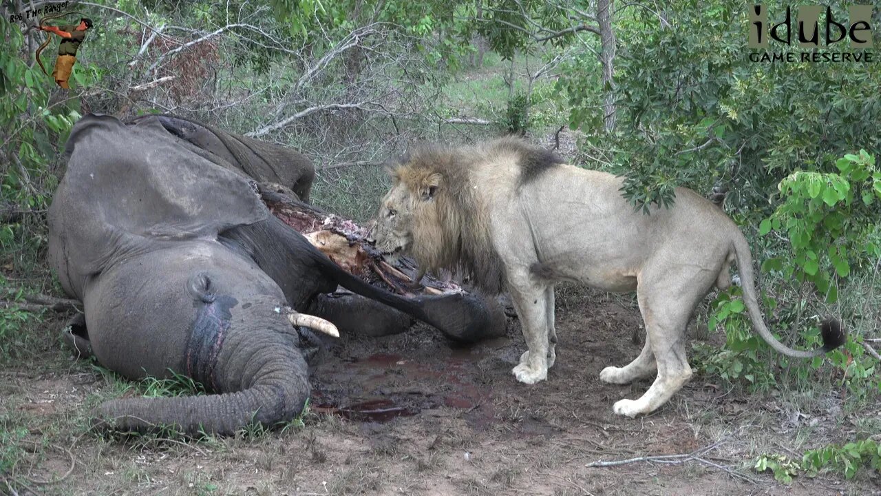 Big Lion Scavenging From An African Elephant