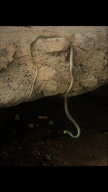 Tourist films rare and strange snake behavior