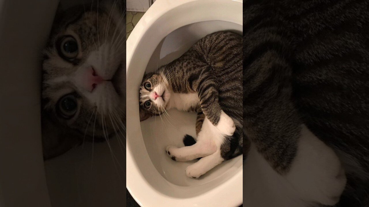Funny animals 2023π - Funniest Cats and Dogs Videoππ201 #shorts