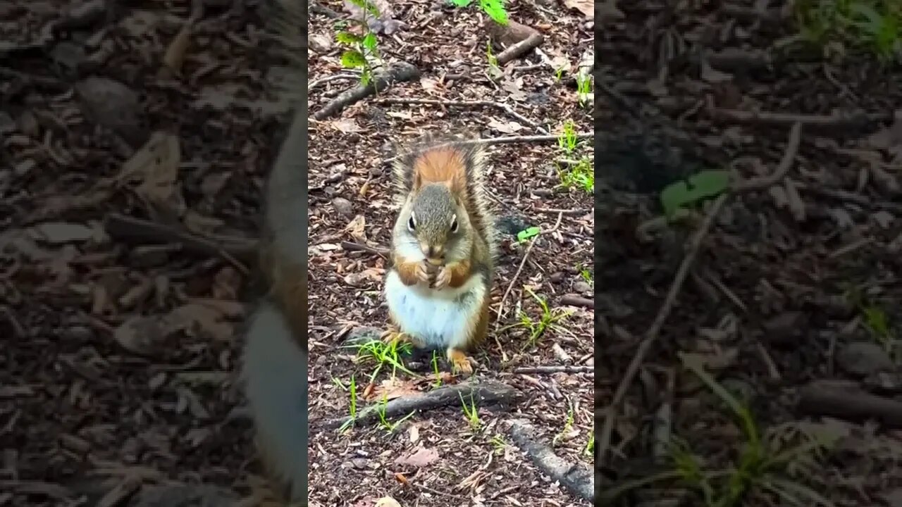 Squirrels are so cute