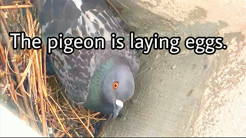 The pigeon is laying eggs