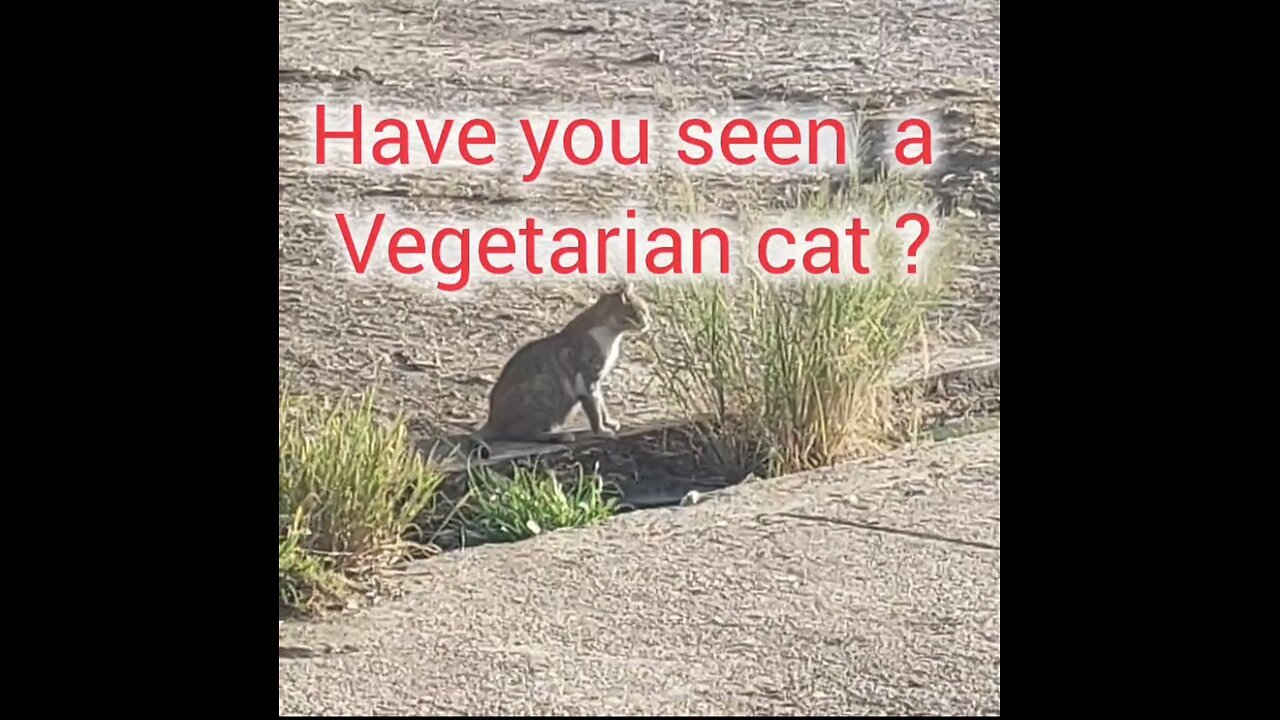 Vegetarian cat