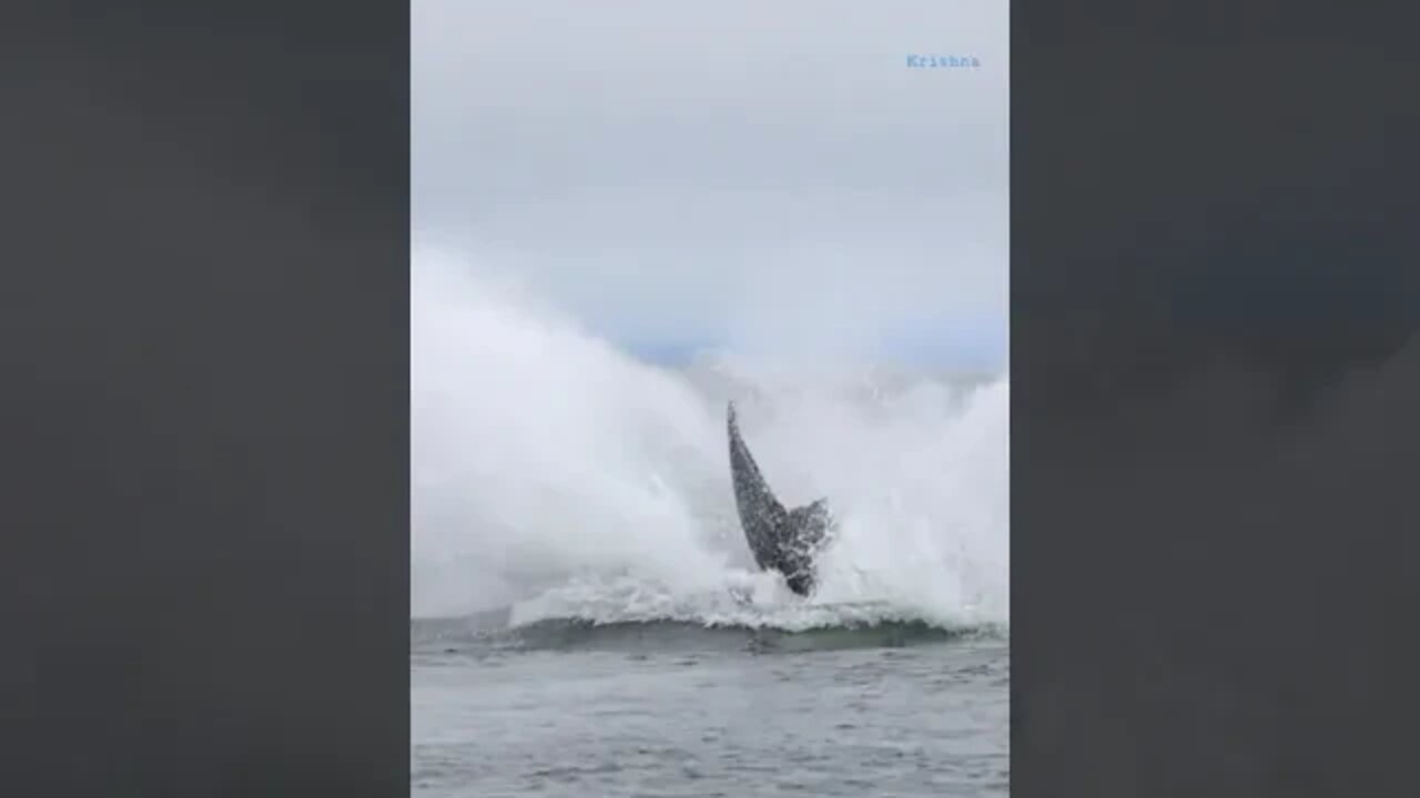 We had a blast when this Humpback whale calf flew out of the water to get our last looks.