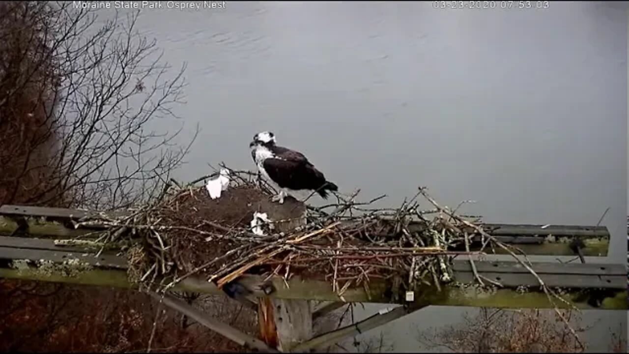 Female posturing to mate, calling to mate , mating 3/23/20