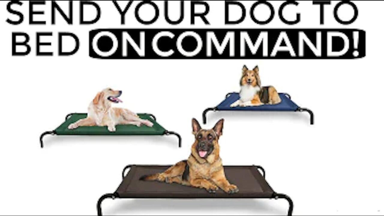 How to teach your dog to go to their bed on command - The easiest dog training process