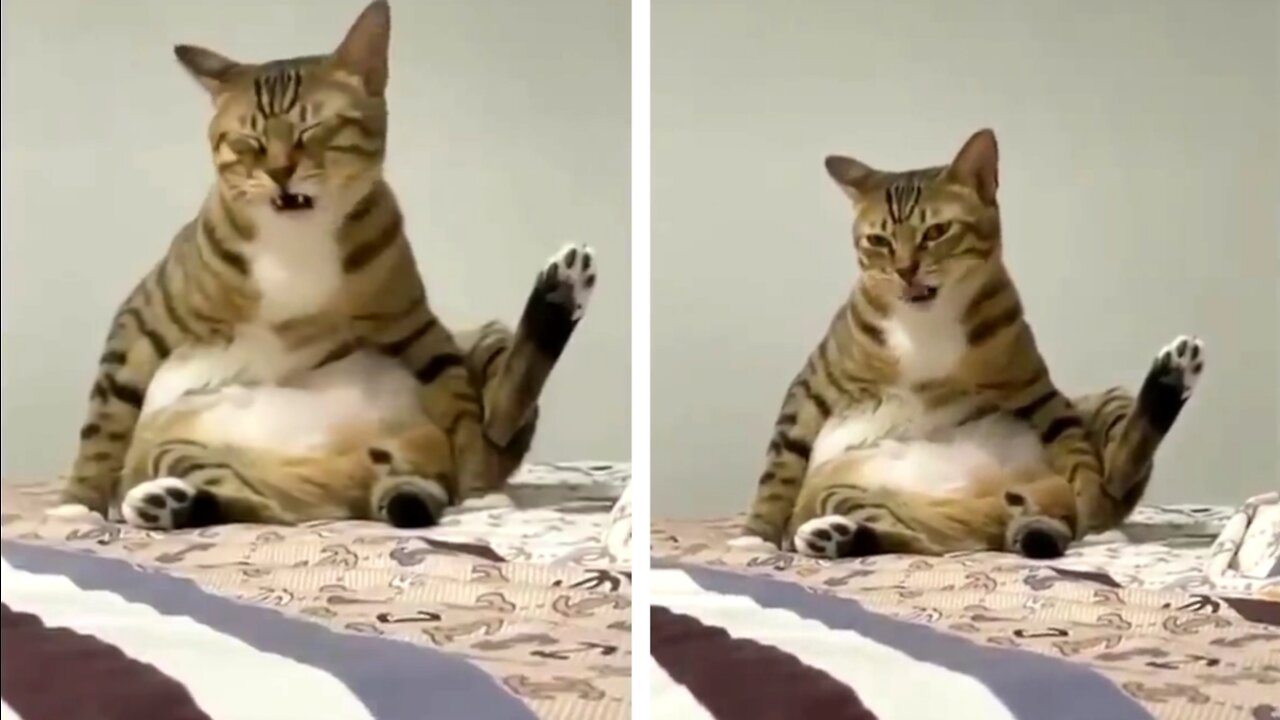funny cat video