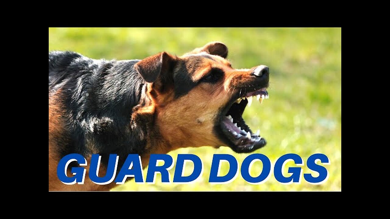 DOGS BARKING!! Angry Dogs | Real Guard Dogs | Defending You! Free Download MP3