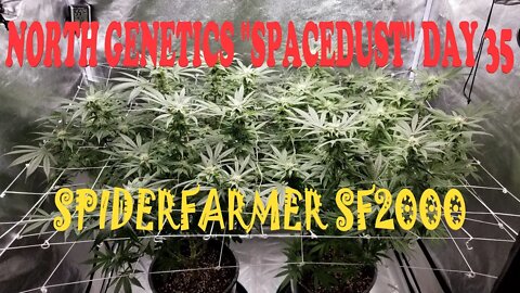 Summer Stock episode 6! #NorthGenetics - Spacedust 👽 #SpiderFarmer sf2000 day 35 #dontbruisethebuds!