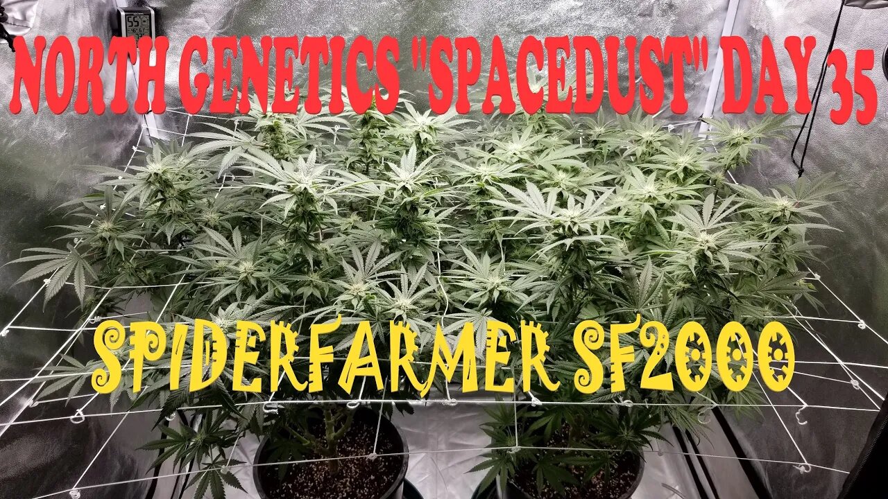 Summer Stock episode 6! #NorthGenetics - Spacedust 👽 #SpiderFarmer sf2000 day 35 #dontbruisethebuds!