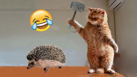 the best and funniest Videos you find in the whole universe🤣Funniest animal 😺🐶🐾