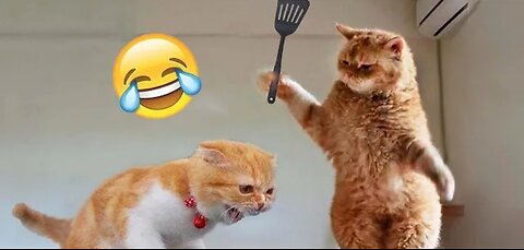 Cats funny video