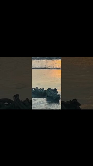 Did a sea monster 🐉 wash up? 😮 #shorts