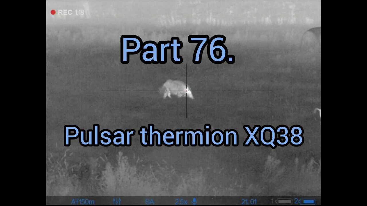 Part 76. Wildboar hunting, pulsar thermion xq38