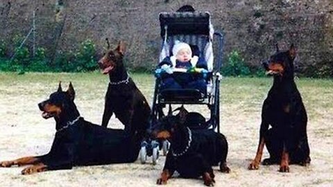 How teach your dog to guard people and your objects
