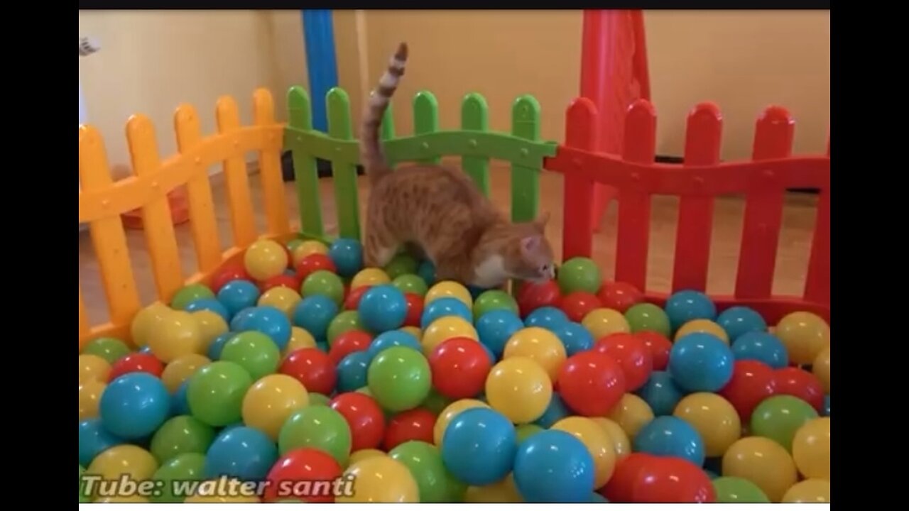 Cat play with ball