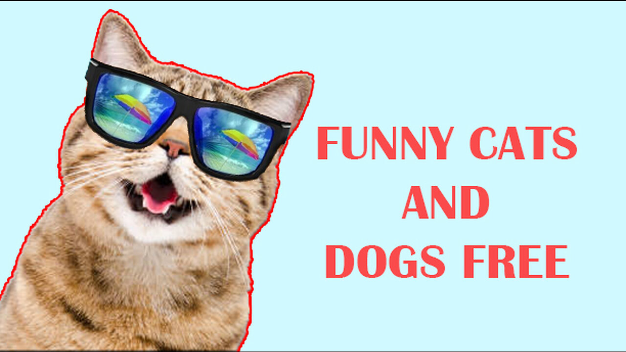 Cat and Dog funny videos