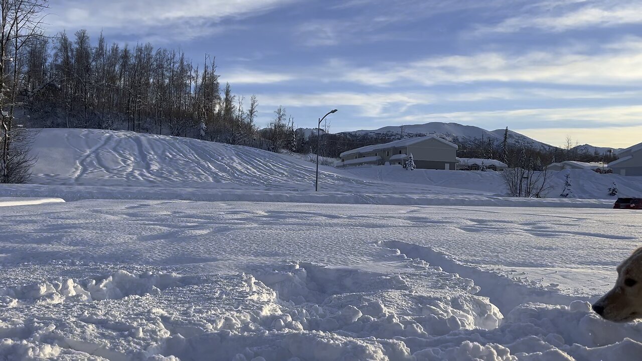 Winter 2022, Miska plowing snow.