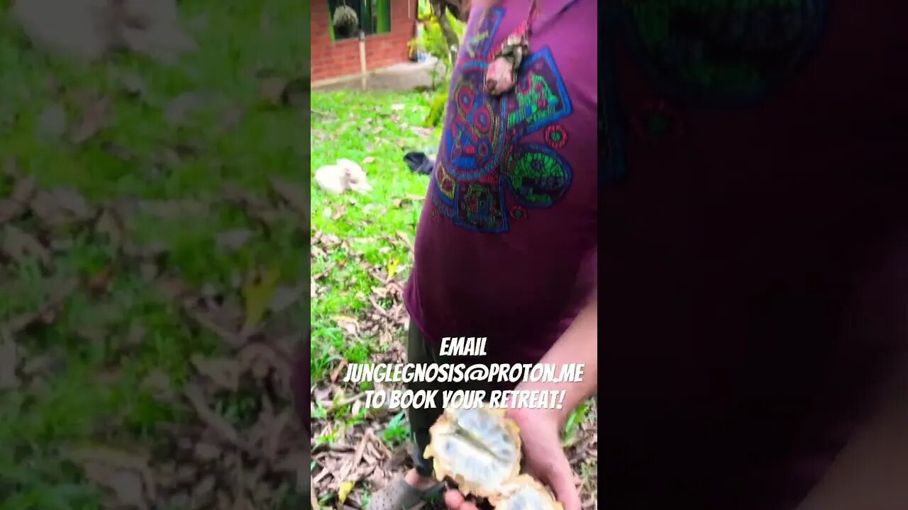 Rolińa Fruit, Amazon Rainforest #ayahuascaretreat #fruit