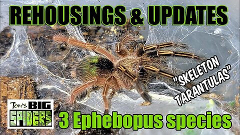 3 Ephebopus species "Skeleton Tarantulas" Rehousings and Updates