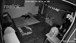 Black stray on back veranda