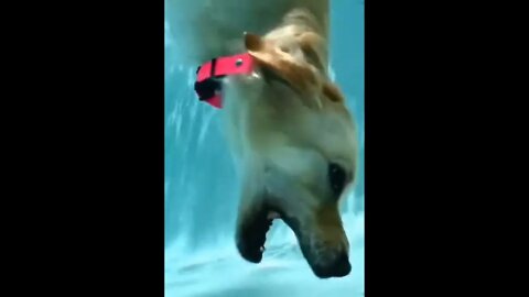 Look out below! 😁🐶💦