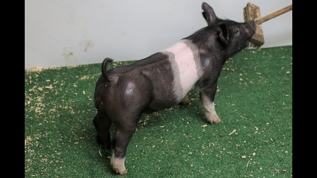 6-3 Crossbred Boar