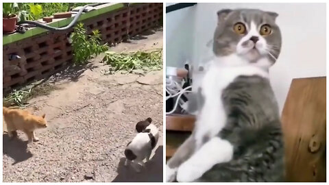 Watch this cat's reaction 🐱 when others fight