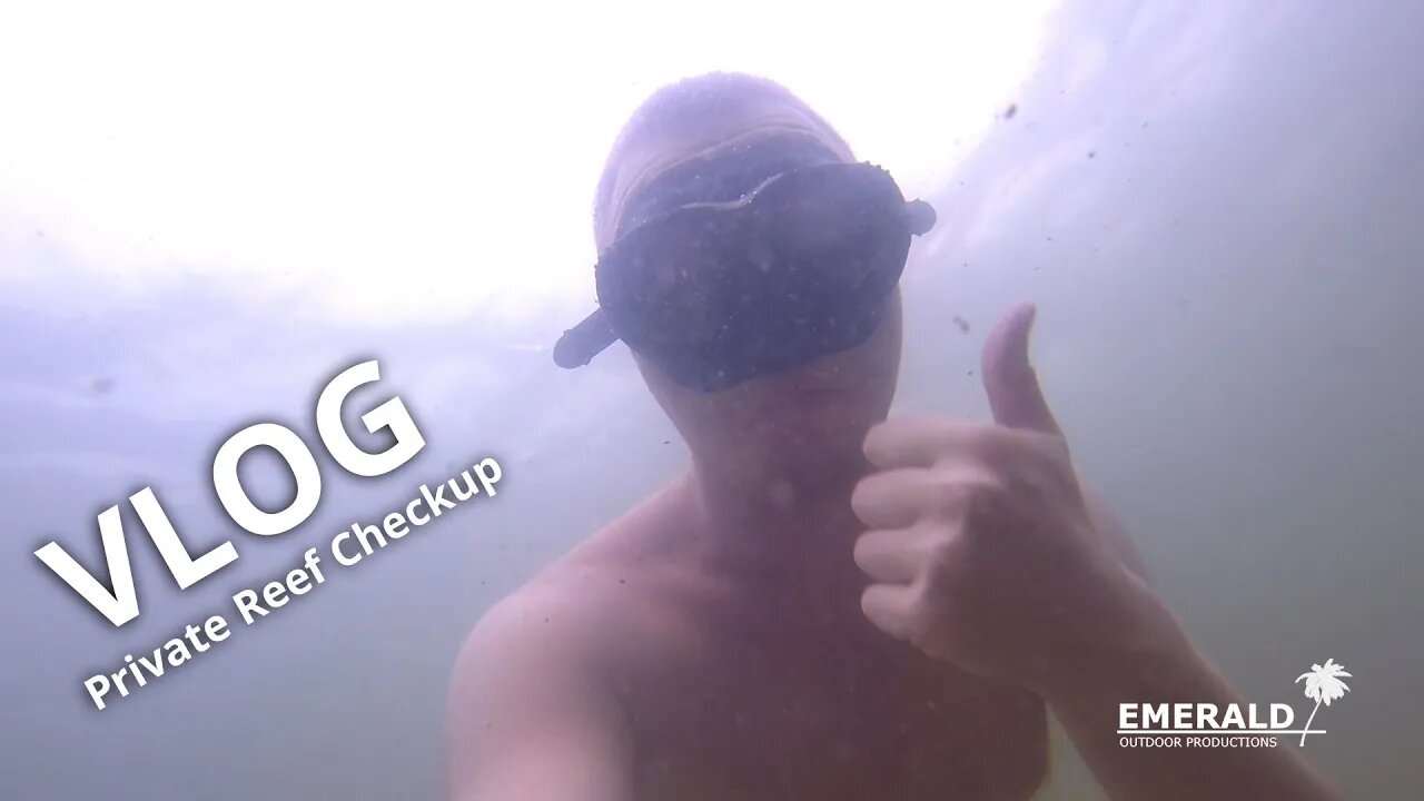 VLOG - Private Reef Checkup