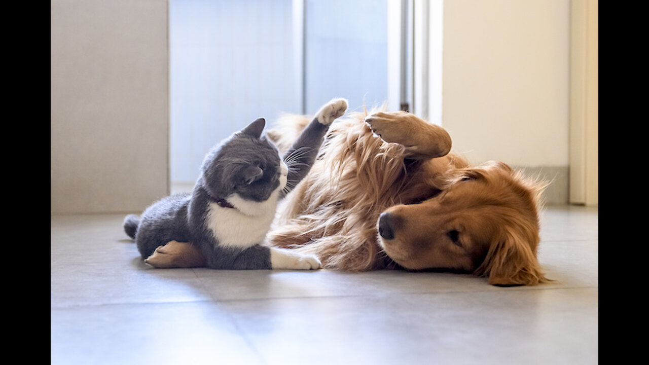 Chattering between American akita dog and Ragdoll cat #2