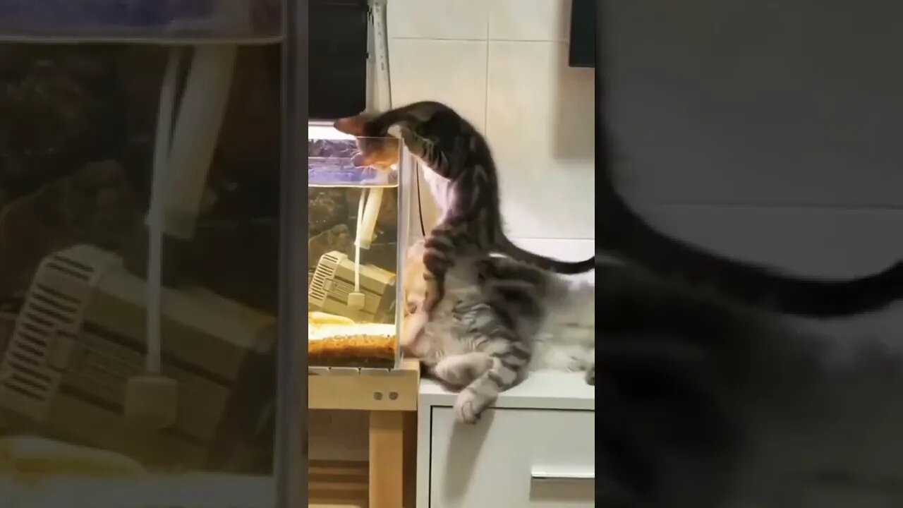 Cat Video | #reels #shorts #cat