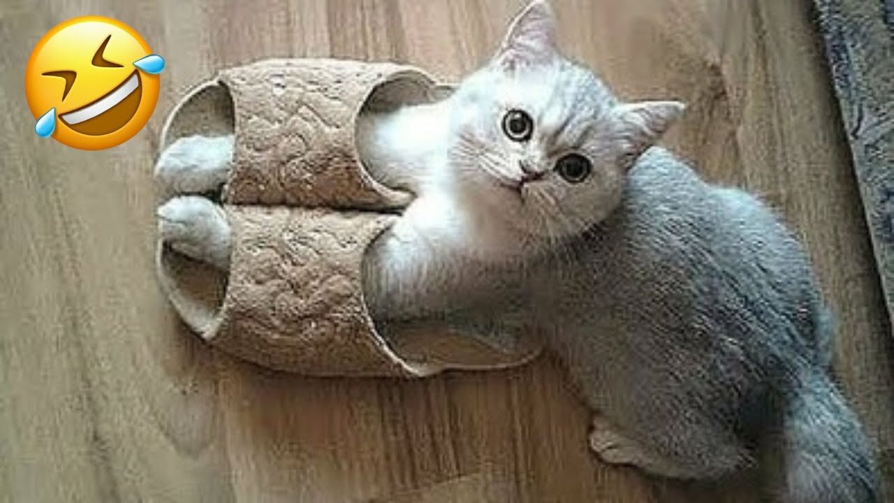 Funniest Animals 2023 / Funny Cats and Dogs / Funny Animal Videos