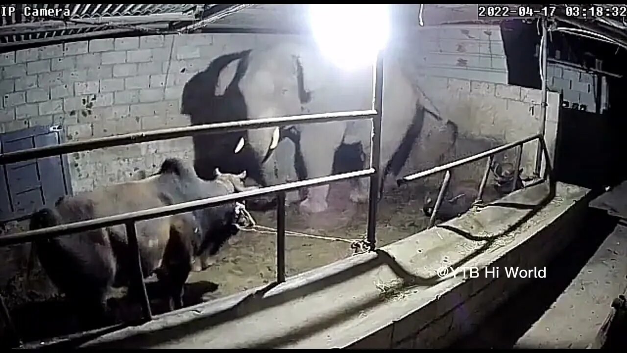 Angry and wild elephant attacks cattle in barn