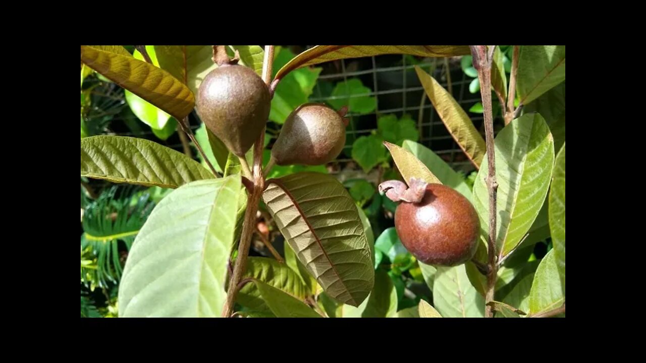 Frutíferas produzindo em vaso goiaba roxa graviola cajá e laranja a venda em Niterói RJ 05/03/2021