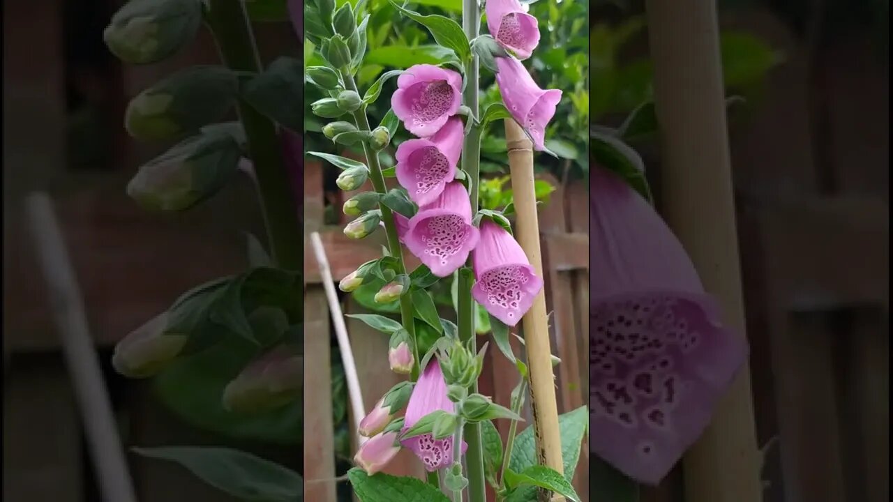 Flower compilation
