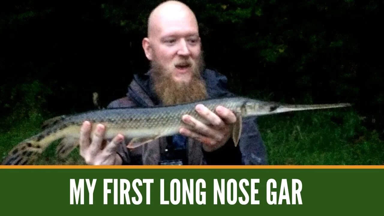 Long Nose Gar Fishing, Gar Fishing With Live Bait, Night Fishing For Gar, How To Catch Long Nose Gar