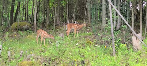 Twins out early morning